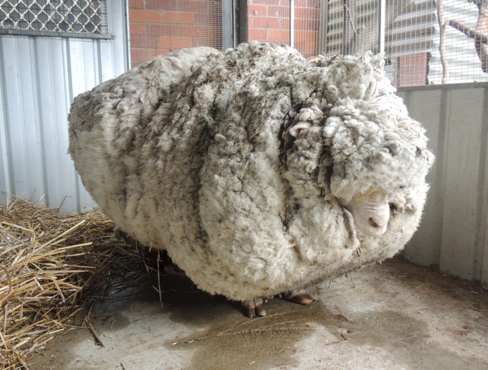An Australian sheep is pictured before being shorn of over 40 kilograms (88.2 lbs) of wool after being found near Australia's capital city Canberra