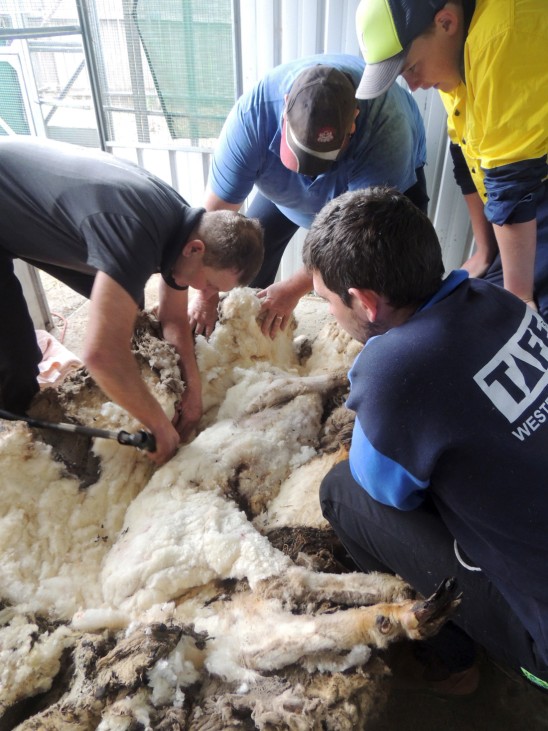 Australian sheep shearer Ian Elkins clips over 40 kilograms (88.2 lbs) of wool off a sheep found near Australia's capital city Canberra.
