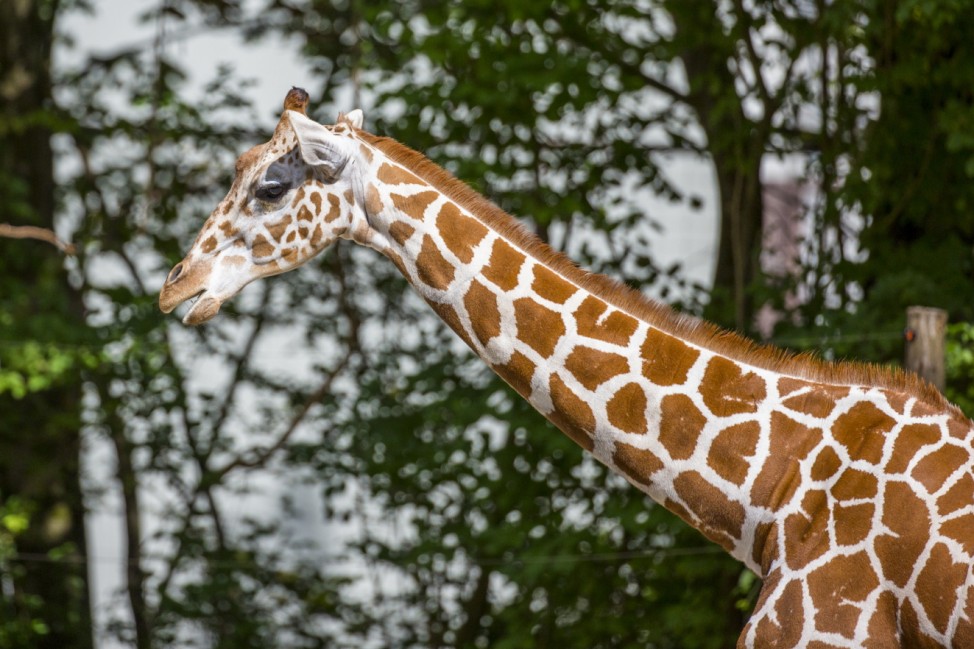 Tierpark Hellabrunn - Giraffe Taziyah