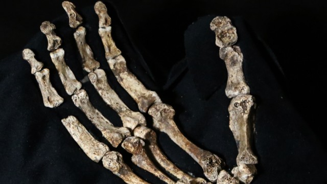 Homo naledi: Fossile Überreste einer Hand des Frühmenschen