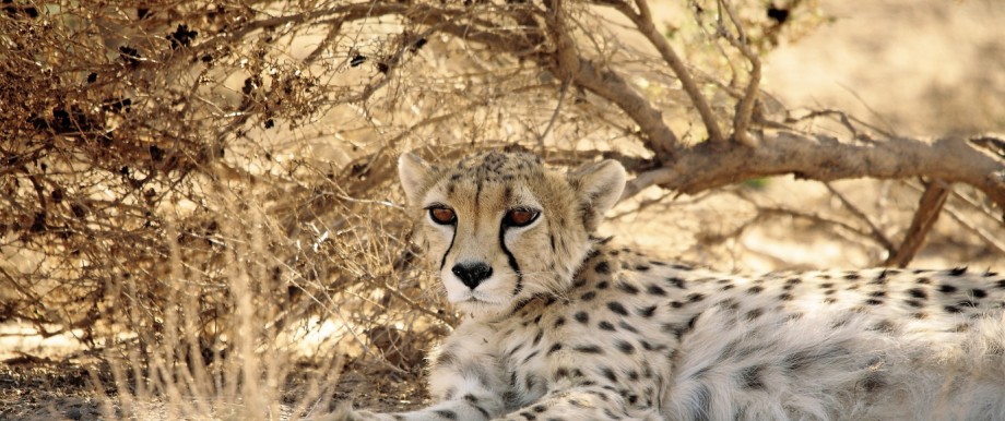 Bedrohter Gepard: Kushki im Schatten unter einem Busch