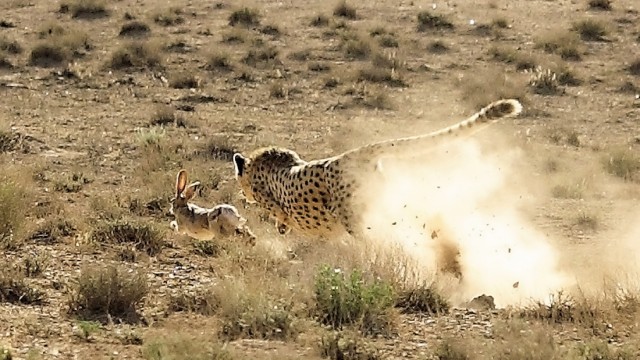 Bedrohter Gepard: Gepard Kushki jagt einen Hasen