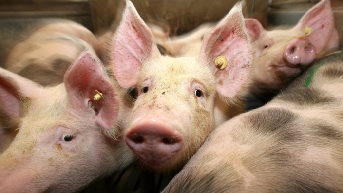 Rewe will mehr Tierschutz bei Schweinehaltung durchsetzen