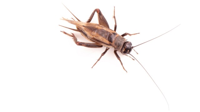 Portrait of a house cricket, Acheta domesticus, often bred as pets in Asia.