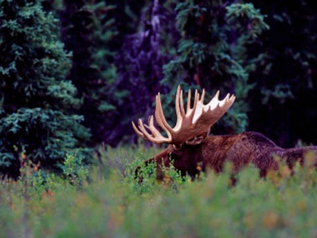 Denali National Park in Alaska: Auf den Spuren von "Into the Wild", iStock