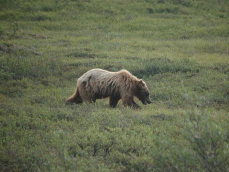 Denali National Park in Alaska: Auf den Spuren von "Into the Wild", iStock