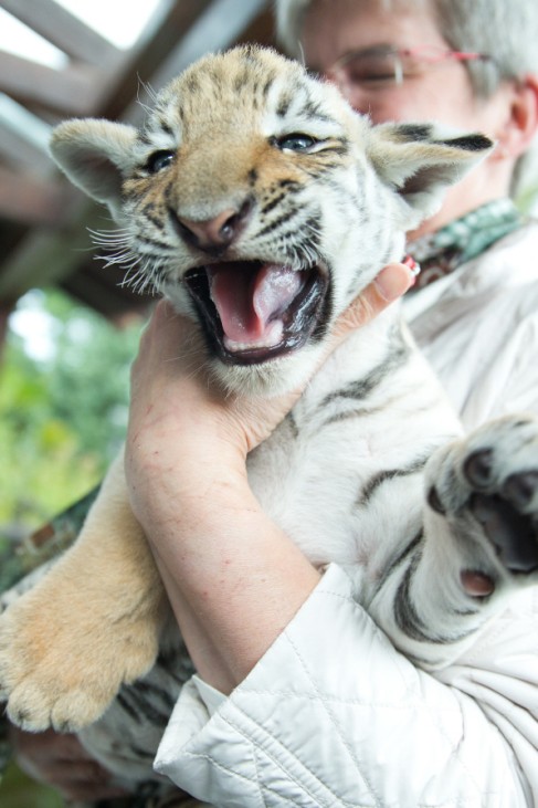 Tigerbaby vor Tierarzt-Praxis ausgesetzt