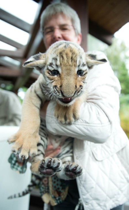 Tigerbaby vor Tierarzt-Praxis ausgesetzt