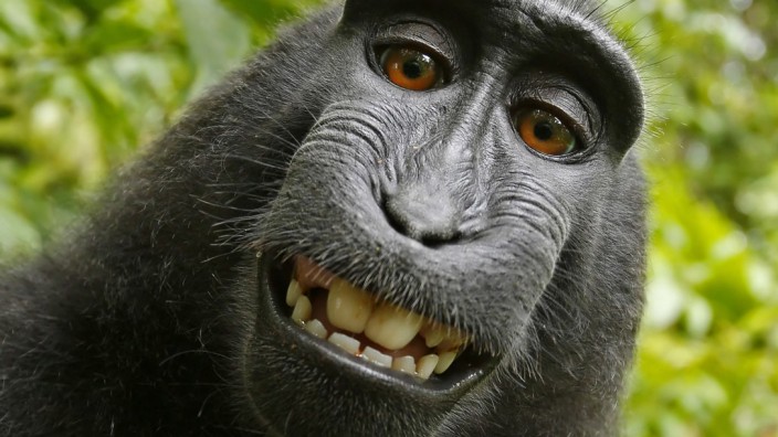 Rechte an Foto: Ein perfektes Lächeln in die Kamera - aber gehören Affe Naruko deswegen die Einnahmen aus dem Foto?