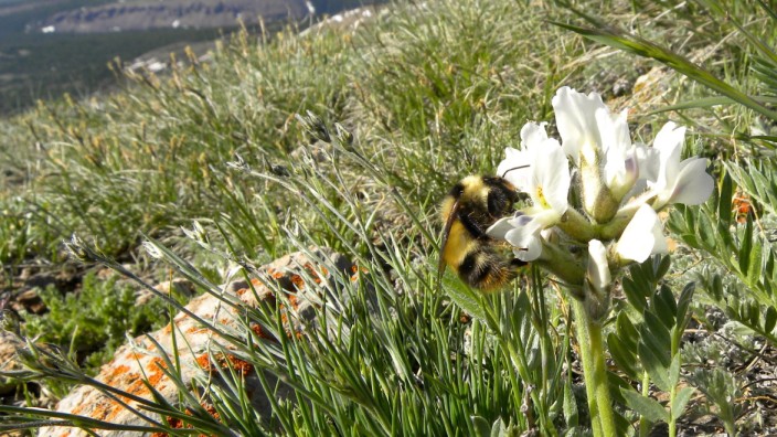 Insektenkunde: Eine Hummelkönigin auf Futtersuche in den Rocky Mountains.