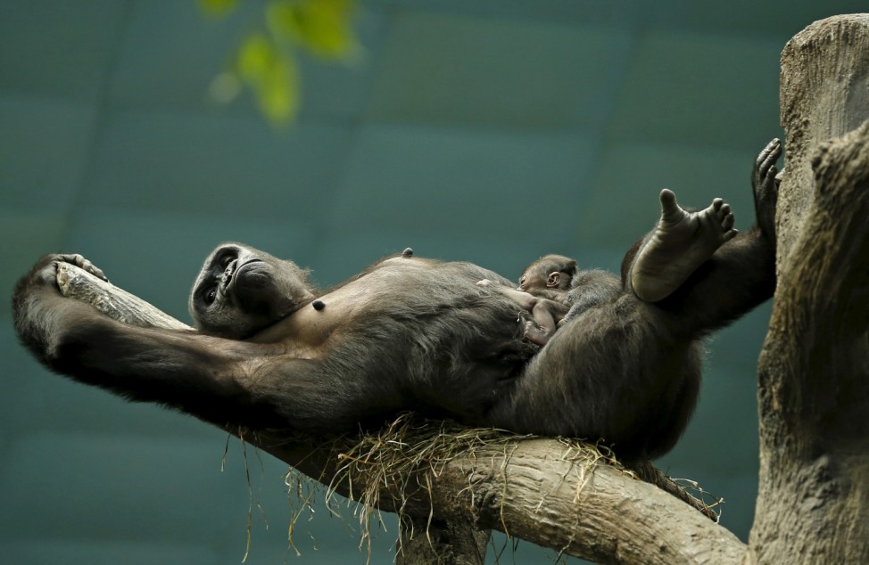 Western lowland gorilla Kamba lays on a branch with her one-day-old son Zachary at the Brookfield Zoo in Brookfield