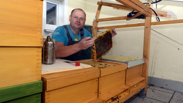 Jungimker in Dorfen: "Die Aufgabe des Imkers besteht darin, zu managen, dass es den Bienen gut geht": Peter Friesen hegt und pflegt den Bienenstock.