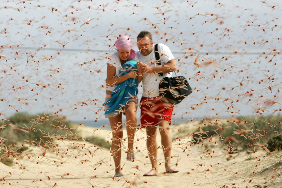 Tourists run through a swarm of locusts in Spain's Canary Islands