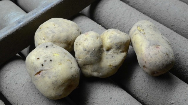 Erntebilanz: Kleiner und qualitativ schlechter sind die Kartoffeln in diesem Jahr.
