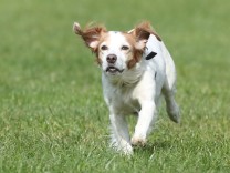 Haustiere: Aktive Hunde werden seltener dement