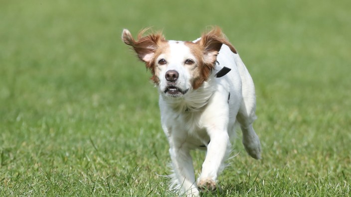 Haustiere: Aktive Hunde haben ein deutlich geringeres Risiko, an Demenz zu erkranken.