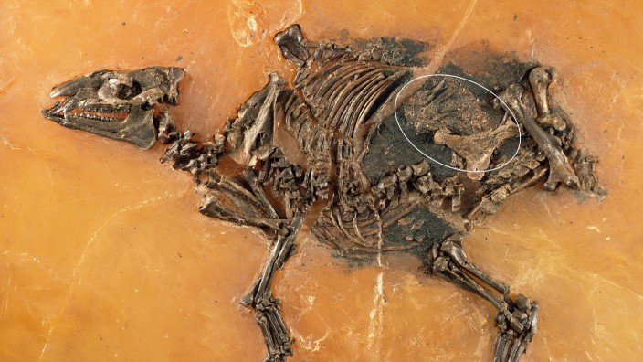 Fossilien: Skelett der trächtigen Stute. Die Lage des Fohlens ist markiert.