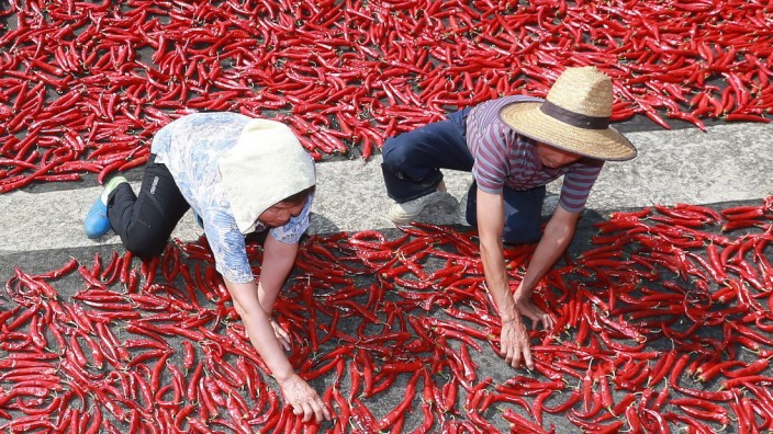 Sun-drying red peppers