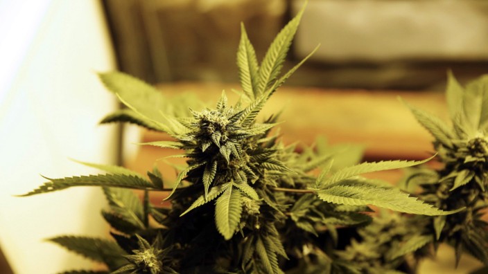 A cannabis plant is displayed at the first 'Expo Cannabis' fair in Montevideo