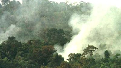 Kahlschlag und Klimawandel: Feuer vernichten große Teile des Regenwaldes.