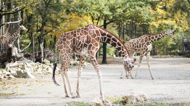 Giraffen in Hellabrunn: Giraffendamen im Tierpark Hellabrunn