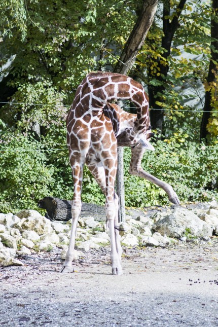Giraffen in Hellabrunn: Giraffen sind sehr gelenkig