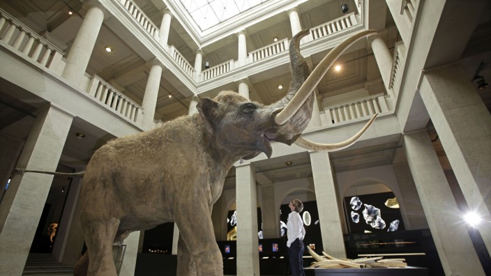 Tiere der Urzeit: Ein Europäischer Waldelefant (auch: Eurasischer Altelefant) bei einer Ausstellung im Landesmuseum für Vorgeschichte in Halle.