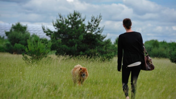Frei laufender Hund im Naturschutzgebiet Fröttmaninger Heide, 2013