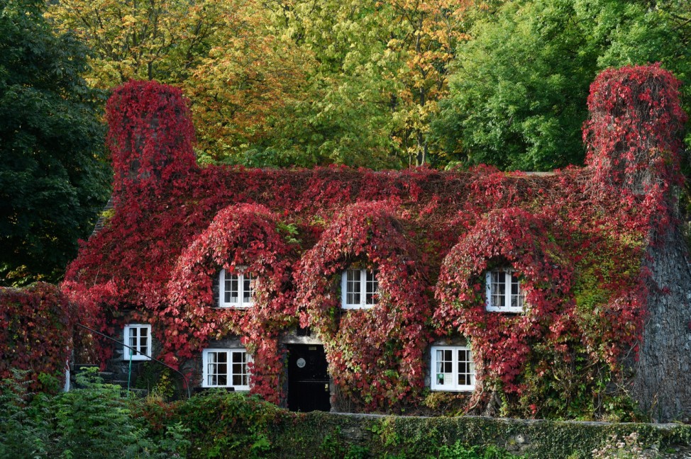 A Virginia creeper covers the 15th century tea rooms in Llanrwst in Conwy, Wales
