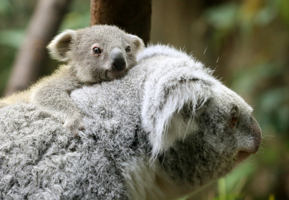 Vorstellung Koala-Jungtier im Zoo Duisburg