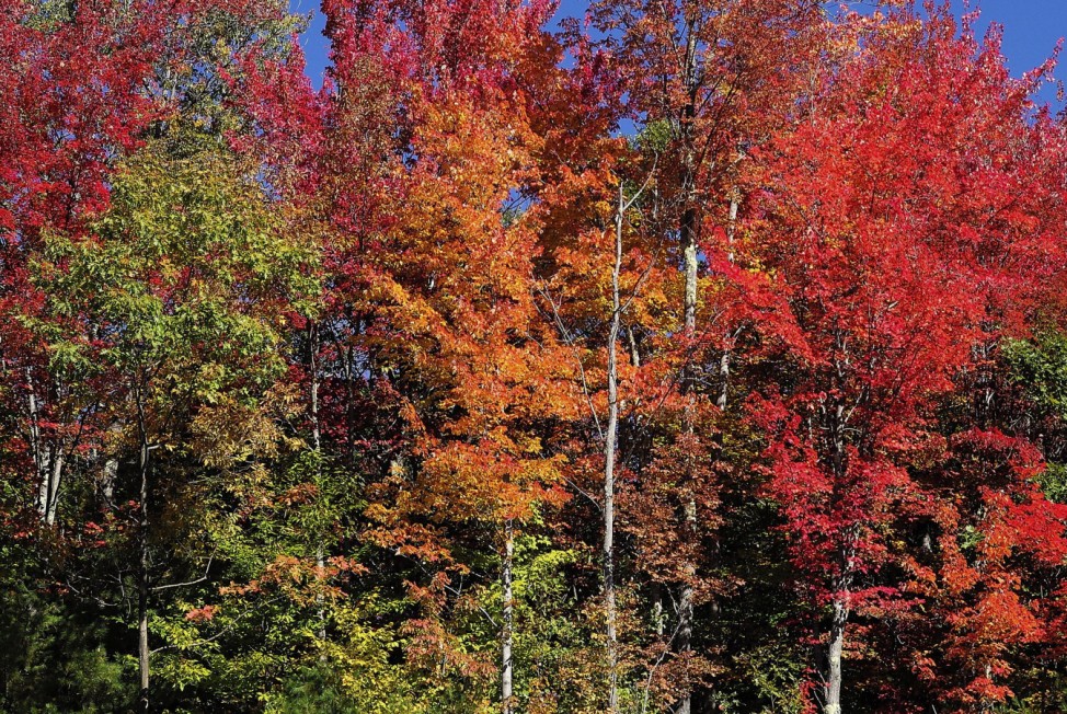 Colorful Fall Foliage in New Hampshire