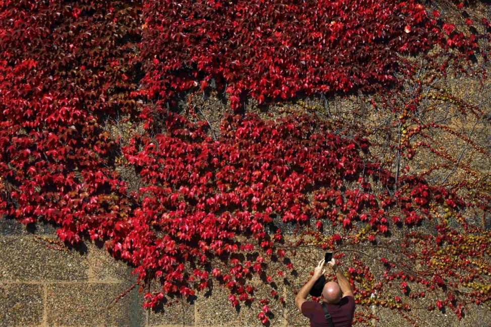 A man photographs foliage in autumn colour in central London