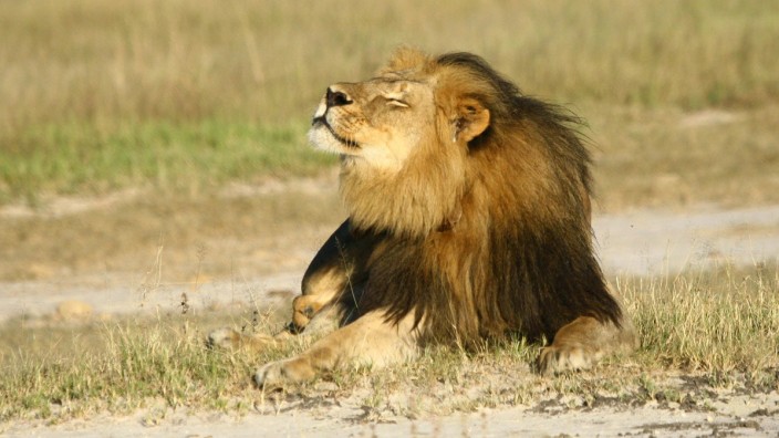 Internationale Studie: Der Löwe Cecil wurde im Juli von einem Großwildjäger in Simbabwe erschossen. Doch nicht nur durch die Jagd sind die Tiere gefährdet, sondern auch durch die Zerstörung ihrer Lebensräume.