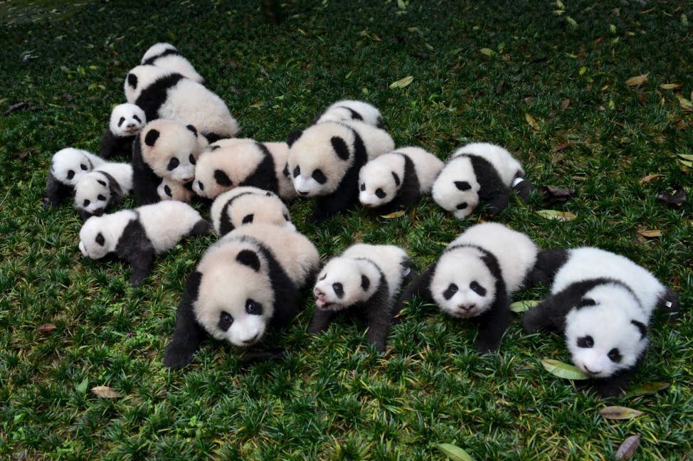 Baby pandas born in 2015 are placed on grass for pictures during a photo opportunity at a giant panda breeding centre in Ya'an