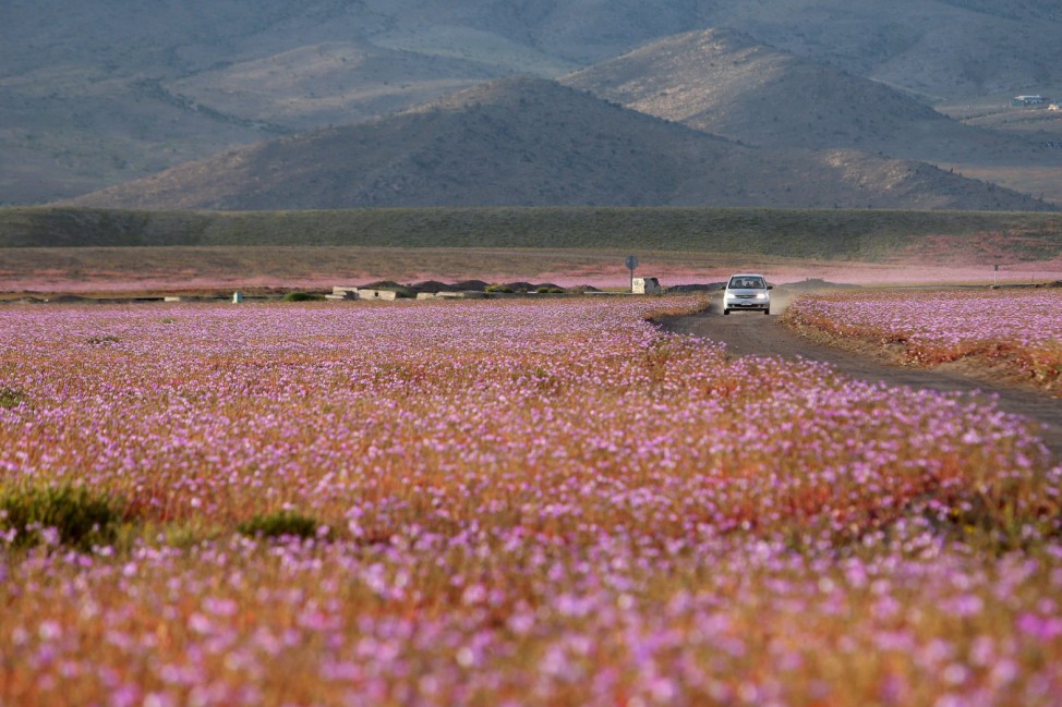 Chilean desert shows the biggest mallow blossoming of the last 18