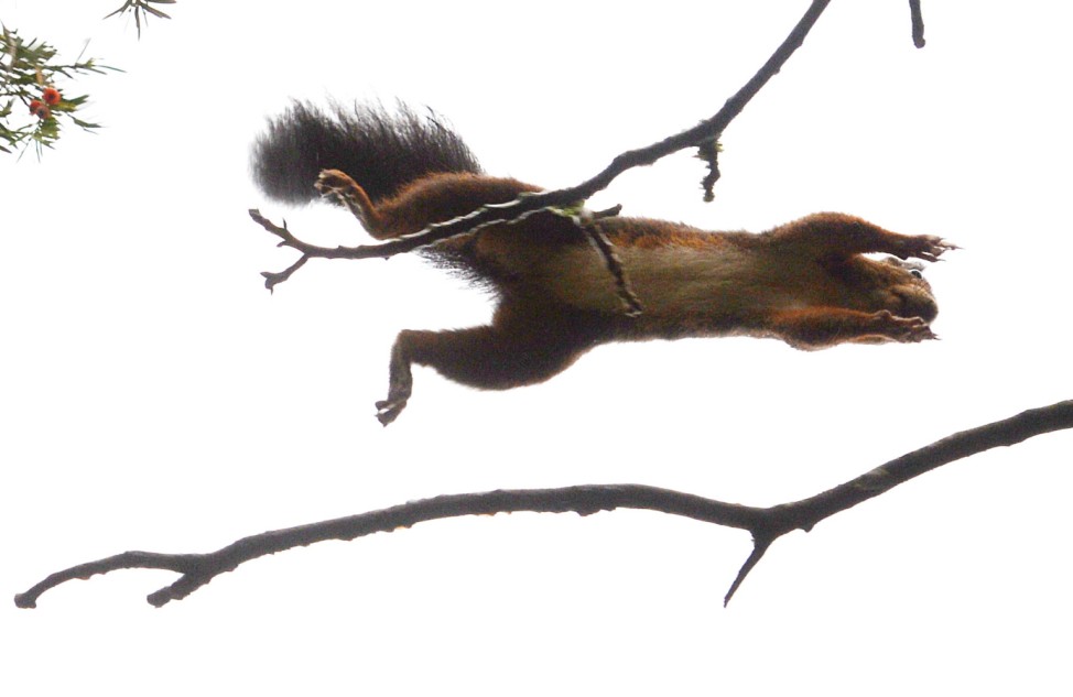 Fliegendes Eichhörnchen