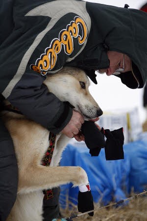 Hundeschlittenrennen, Alaska, AP