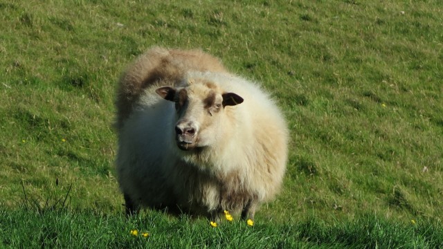Islands neue Küche: Isländer lieben ihre Schafe - die heimischen Kräuter würzen das Lammfleisch schon auf der Weide.