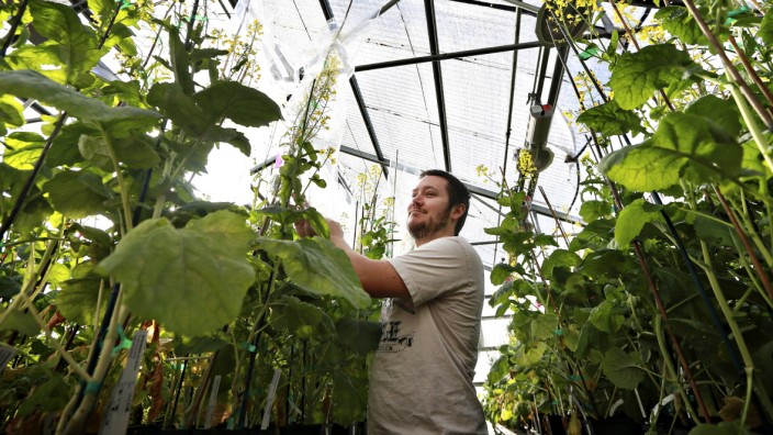 Keith Sebourn checks on canola plants at a greenhouse run by Cibus, which is using genomic editing to develop herbicide-resistant canola.