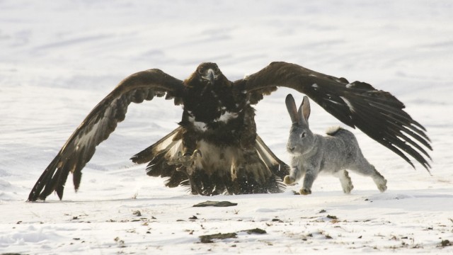 Ein Adler jagt ein Kaninchen