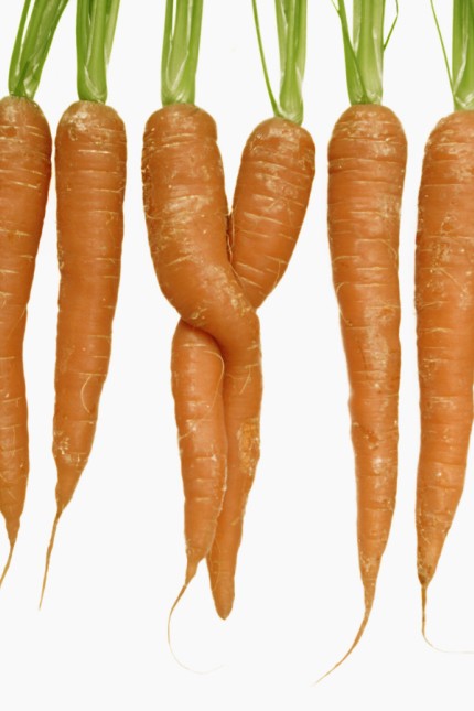 Row of carrots with two twisted carrots on white background PUBLICATIONxINxGERxSUIxAUTxHUNxONLY LRF0