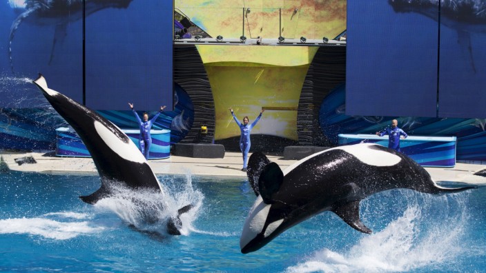 Trainers have Orca killer whales perform for the crowd during a show at the animal theme park SeaWorld in San Diego, California