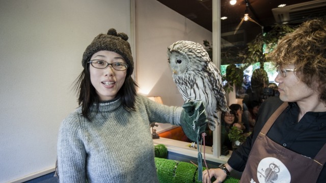 People Appreciate Exotic Birds At Bird Cafe In Tokyo