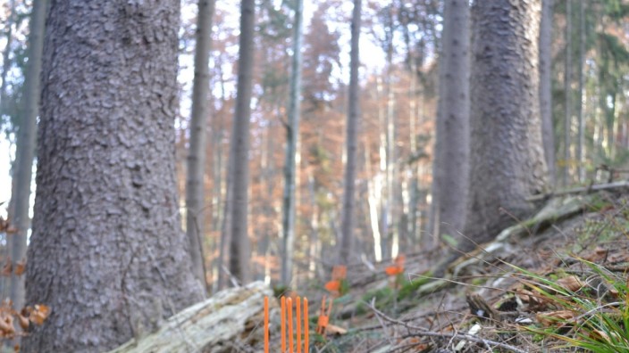 Bichl: Die orangefarbenen Schutzmanschetten schützen die empfindlichen Tannentriebe davor, im kommenden Winter abgefressen zu werden.
