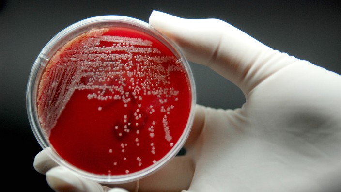 Bakterien-Infektion: Bakterien auf einem Nährmedium: Die richtige Einnahme von Antibiotika hilft, Resistenzen zu vermeiden.