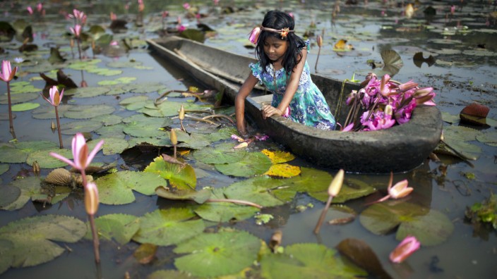 DHAKA BANGLADESH 06th November Rural children collect red water lily for their cattle near Dhaka o