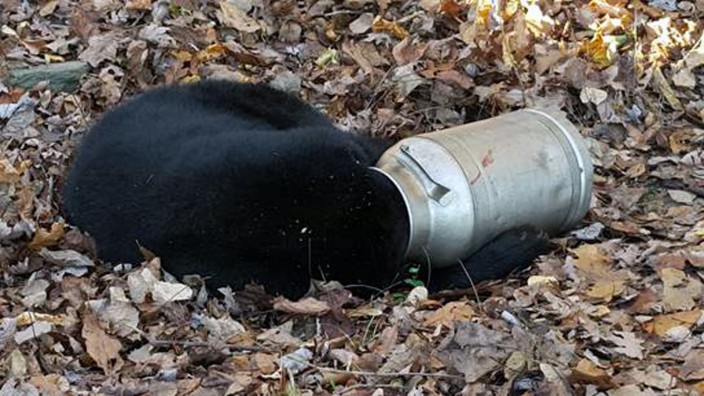 Maryland: In Maryland steckte ein Schwarzbär in einer Milchkanne fest.