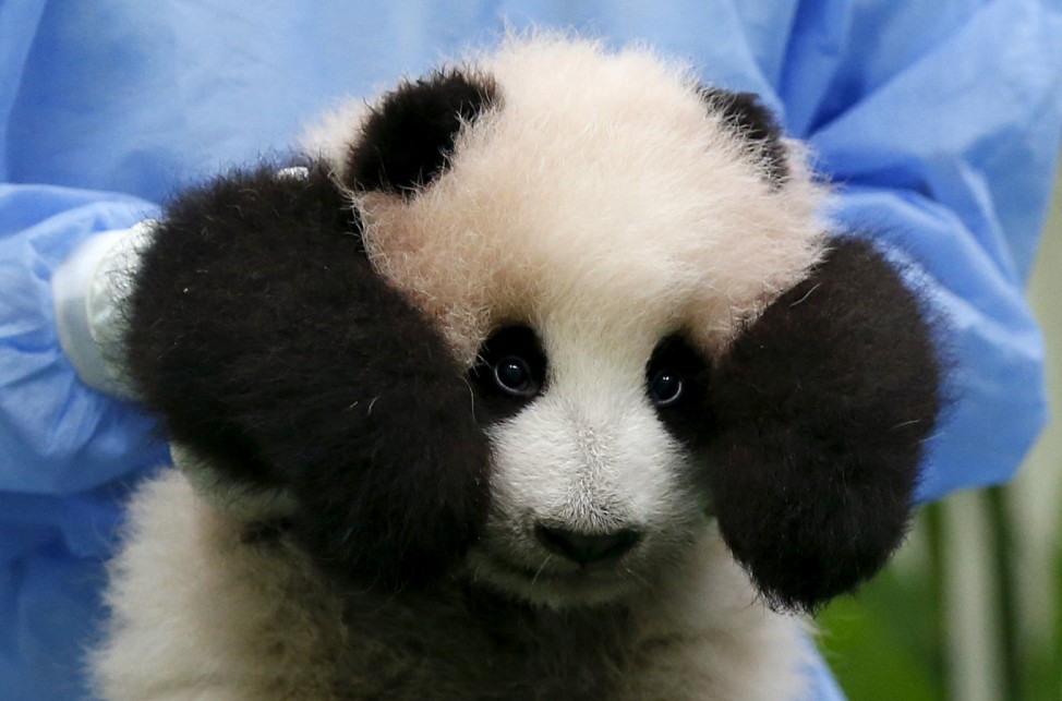 A zoo employee carries three-month-old female giant panda cub, born to mother Liang Liang  and father Xing Xing, on display to the public for the first time at the national zoo in Kuala Lumpur, Malaysia