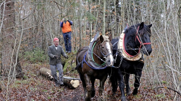 Icking/Wolfratshausen: Nicht ganz ungefährlich, aber ökologisch wertvoll: das traditionelle "Pferderücken" wird auch heute noch praktiziert.