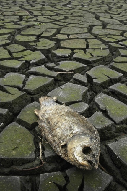 A dead fish is seen at a dried-up reservoir on the outskirts of Yingtan